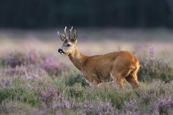 Bockjagd im Mai: Jagdauftakt – Endlich geht es wieder los Rehbock im Frühjahr