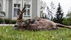 Video: Schwan fliegt in Hochspannungsleitung Erlegter Bock.