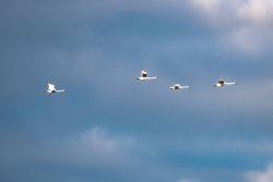 Video: Schwan fliegt in Hochspannungsleitung Schar Schwäne.