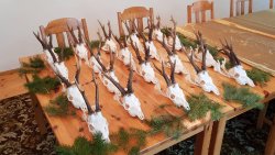 Video: Schwan fliegt in Hochspannungsleitung Trophäen von der Bockjagd.