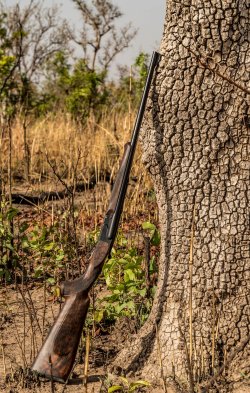 Video: Jagd auf westafrikanische Savannen-Büffel mit der Krieghoff Doppelbüchse 20180228-DSC09500_web-min.jpg