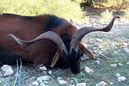 Dream Hunt: Jagd auf Balearische Wildziegen in den Bergen von Mallorca Eine Balearische Wildziege.