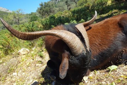 Dream Hunt: Jagd auf Balearische Wildziegen in den Bergen von Mallorca Die Ziegenhörner in Nahaufnahme.