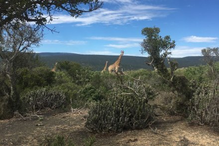 Die afrikanische Tierwelt.