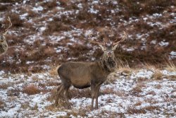 Dream Hunt: Rothirsch-Pirsch in Schottland mit traditionellen Highland-Ponys Ein Schottischer Rothirsch in den Highlands.