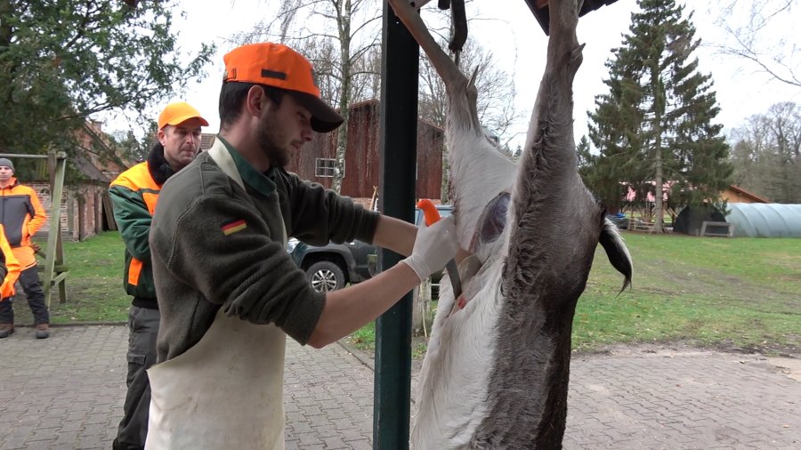 Drückjagdseminare als Weiterbildung für Jungjäger Jungjäger beim Aufbruch des erlegten Wildes.