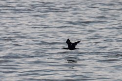 Entenjagd in Sachsen – Sparen am falschen Ende und die Auswirkung von Gift Ein landender Kormoran