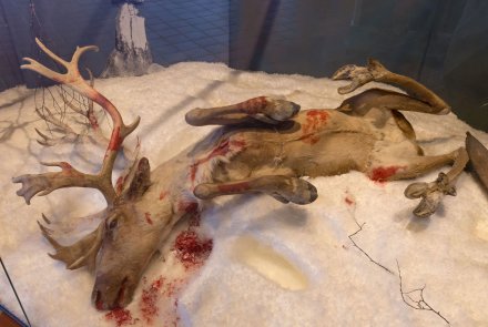 Kulturerbe Jagd: Das finnische Jagdmuseum in Riihimäki Rentier in Vitrine im finnischen Jagdmuseum
