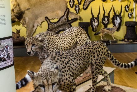 Kulturerbe Jagd: Das finnische Jagdmuseum in Riihimäki Raubkatzen im finnischen Jagdmuseum