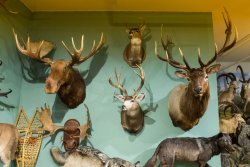 Kulturerbe Jagd: Das finnische Jagdmuseum in Riihimäki Trophäen an der Wand