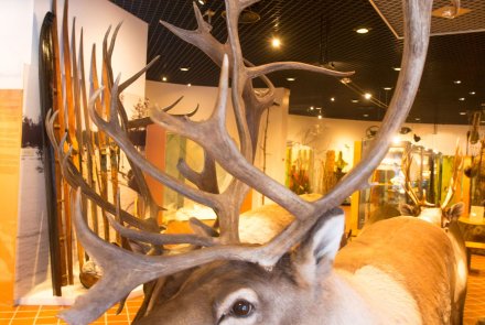 Kulturerbe Jagd: Das finnische Jagdmuseum in Riihimäki Präpariertes Rentier