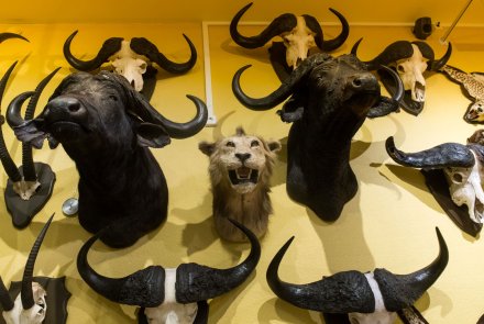 Kulturerbe Jagd: Das finnische Jagdmuseum in Riihimäki Büffel im finnischen Jagdmuseum