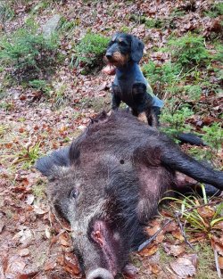 frederic_kn: Jagd-Influencer Frédéric stellt sich vor Dackel mit erlegtem Schwarzwild.