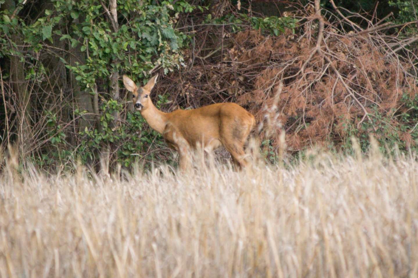 Offener Brief der Gesellschaft für Wildtier- und Jagdforschung e. V. an Julia Klöckner Reh an einem Feld vor einem Wald