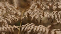 Hege im Revier: Interview mit Dieter Mennekes Vertrockneter Adlerfarn