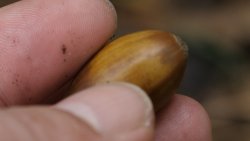 Hege im Revier: Interview mit Dieter Mennekes Frucht der Eiche im Revier Heidehof-Golmberg.