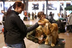HIT Show 2018: Ergebnis und Bilanz HIT Dog Show 2018