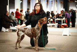 HIT Show 2018: Programm und Termin Jagdhund bei der HIT Dog Show