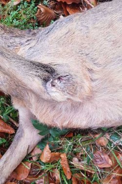 Drückjagd mit den Hunter Brothers Bock mit eitrigem Lauf bei der Drückjagd