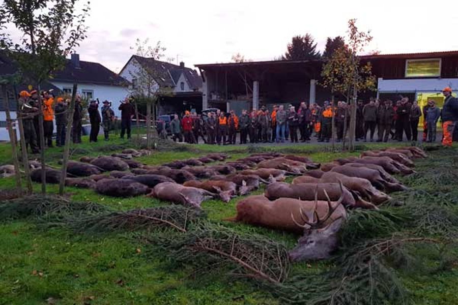 Drückjagd mit den Hunter Brothers Gesamtstrecke der Drückjagd