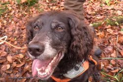 Drückjagd mit den Hunter Brothers Jagdhund der Hunter Brothers