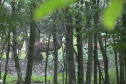 Jagd auf einen reifen Rothirsch mit den Hunter Brothers Rudel Rotwild
