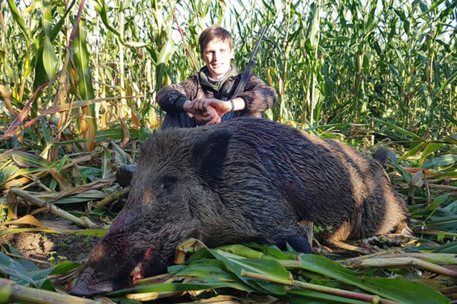 Sauenjagd im Maisfeld mit den Hunter Brothers Überläufer im Mais