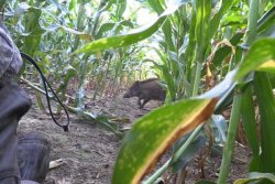 Sauenjagd im Maisfeld mit den Hunter Brothers Schwarzwild im Maisfeld