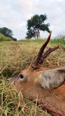 Hunting Felix zur Bockjagd im Feldrevier mit RWS HIT - Erfolgreicher Abschuss! Hunting Felix mit erfolgreichem Abschuss eines Rehs.