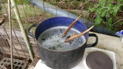 Express-Methode: Bocktrophäen abkochen mit Hunting Felix Hunting-Felix-Bockjagd-Trophaeen-abkochen-im-Kochtopf.jpg
