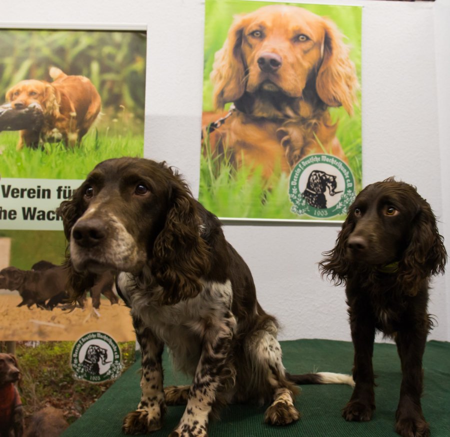 Live vor Ort auf der JAGD & HUND 2017: Messebericht und Übersicht Deutscher Wachtelhund Jagdhund