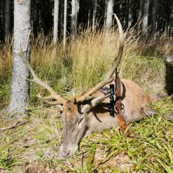 Jagdbericht und Video: Rotwildjagd in den Karpaten – Bergjagd extrem Jagdbericht und Video: Rotwildjagd in den Karpaten – Bergjagd extrem