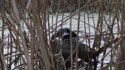 Jagdhunde im Einsatz: Worauf kommt es bei der Hundearbeit an? Jagdhund apportiert gefallenes Flugwild