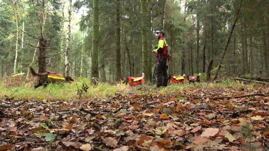 Jagdhunde im Einsatz: Worauf kommt es bei der Hundearbeit an? Hundeführer mit brauchbaren Jagdhunden auf der Drückjagd