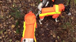 Jagdhunde im Einsatz: Worauf kommt es bei der Hundearbeit an? Hundemeute bei der Drückjagd mit Hundeschutzwesten des Herstellers Hundenavi