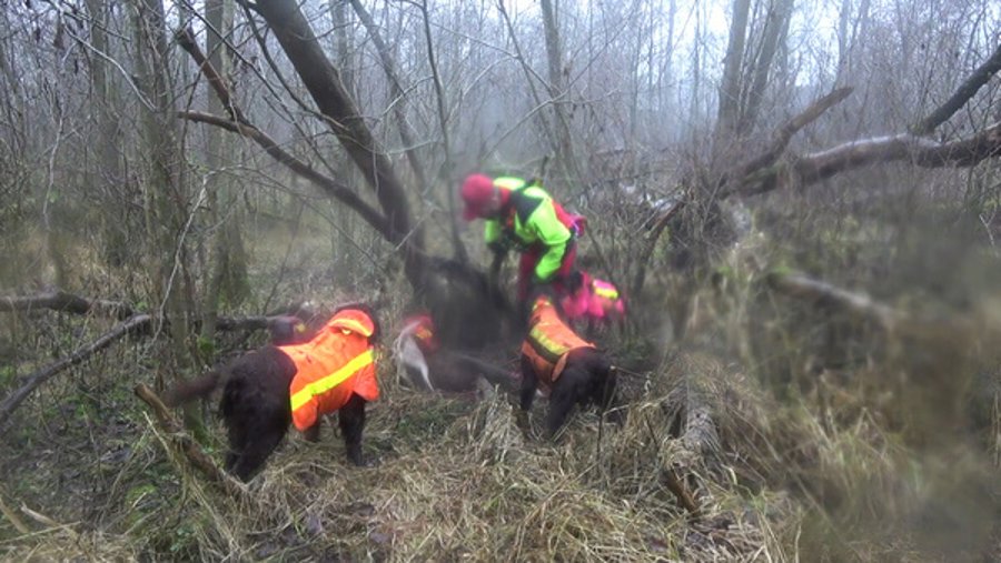 Jagdhunde im Einsatz: Worauf kommt es bei der Hundearbeit an? Jagdhunde haben einen kranken Frischling gefangen und gedeckt, bis der Jäger das Stück abfangen konnte