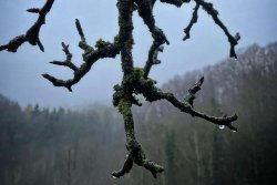 Jungjäger fragen: Wenn der Wind jagt, bleibt der Jäger zu Hause! Trifft diese alte Weisheit auch heute noch zu? Wind und Regen erschweren es dem Schwarzwild, den Jäger auf der Pirsch zu hören.