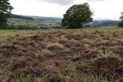 Jungjäger fragen: Wenn der Wind jagt, bleibt der Jäger zu Hause! Trifft diese alte Weisheit auch heute noch zu? Bei vom Regen aufgeweichtem Boden brechen die Sauen auf der Suche nach Würmern und Käferlarven gerne mal eine Wiese um.