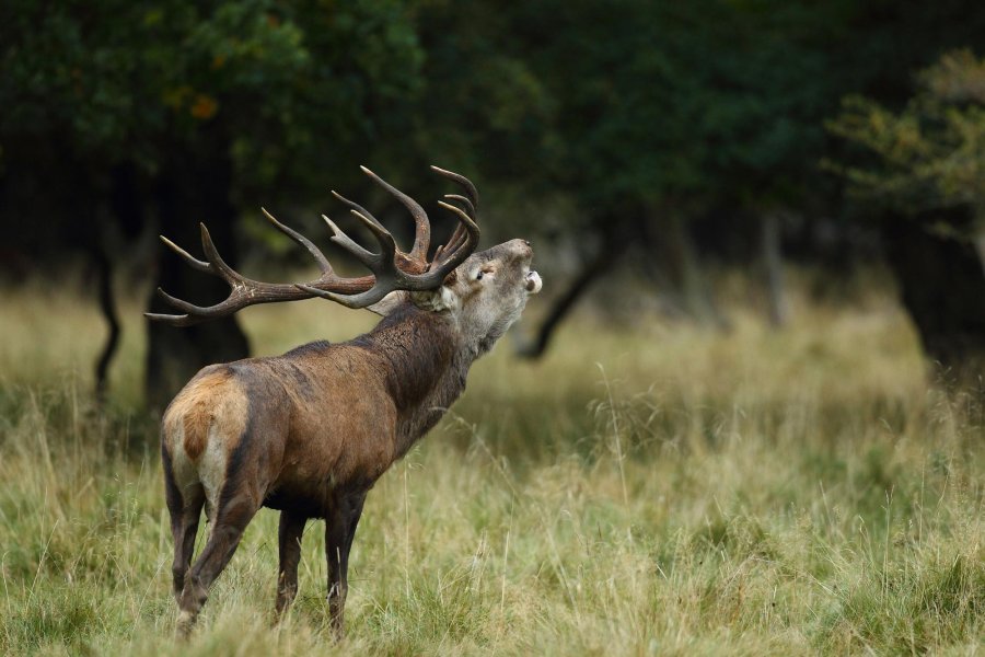 K&K Premium Jagd: Jagen in Deutschland und Jagdreisen weltweit Hirsch auf der Wiese
