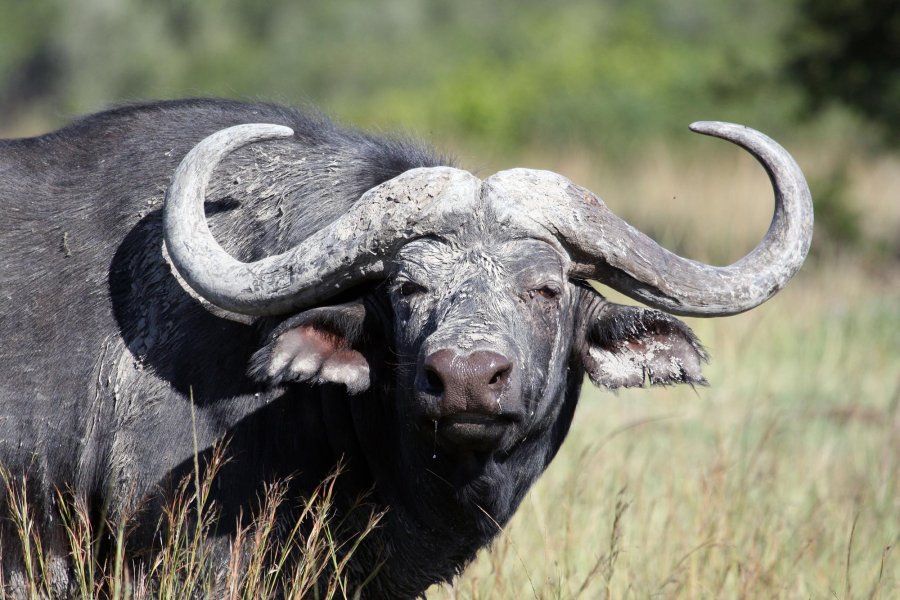 K&K Premium Jagd: Jagen in Deutschland und Jagdreisen weltweit Büffel in Afrika