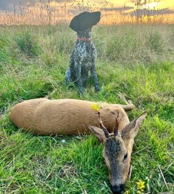 Im Video-Interview: Trap-Olympiateilnehmerin und Jägerin Katrin Murche Erlegter Rehbock mit Deutsch Kurzhaar Dachsi.