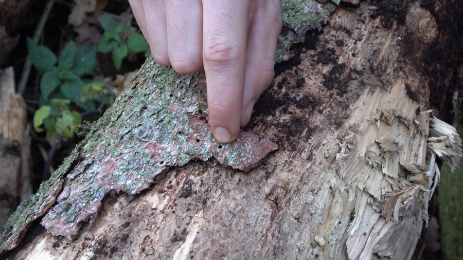 Klimawandel – der Wald braucht unsere Hilfe! Schäden durch den Befall mit Borkenkäfer werden an einem gefällten Baum gezeigt.