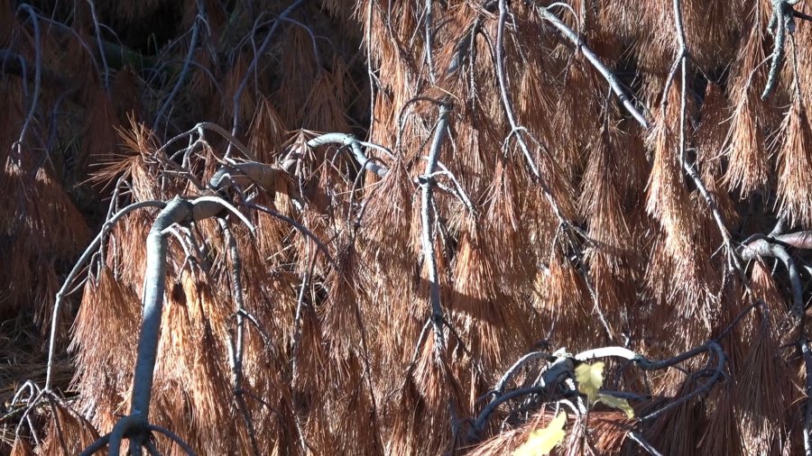 Klimawandel – der Wald braucht unsere Hilfe! k&K Film.00_03_39_14.Standbild008-min.jpg