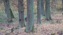 Klimawandel – der Wald braucht unsere Hilfe! wildschwein-min.jpg