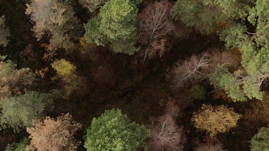 Klimawandel – der Wald braucht unsere Hilfe! k&K Film.00_00_10_43.Standbild002-min.jpg