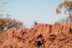 Long Range jagdlich − was ballistisch zu beachten ist Kudu stehend auf einem Felsen in Namibia