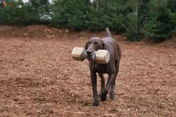 JAGD & HUND 2018: Europas größte Jagdmesse Vorführung der Jagdhunde bei der Messe JAGD & HUND