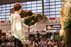 Europas größte Jagdmesse JAGD & HUND 2020 Greifvogelvorführung auf der Jagd & Hund