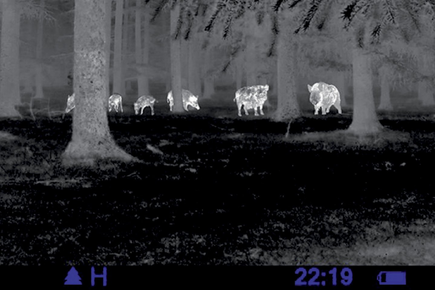 Nachtzieltechnik und Nachtsichttechnik im jagdlichen Einsatz. Was ist erlaubt, was ist verboten? Eine Wildschweinrotte aufgenommen mit einer weitreichenden Wärmbildkamera von Pulsar.