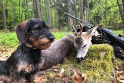 Bockjagd mit den Reilmann Brüdern: Der 1. Mai – wenn’s erstmal läuft! Erlegerbild eines 3-jährigen Rehbocks